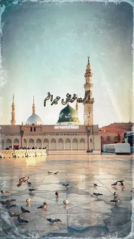 🥺🤍🕊️#unfreezemyacount #viral #foryoupage #fyppppppppppppppppppppppp 