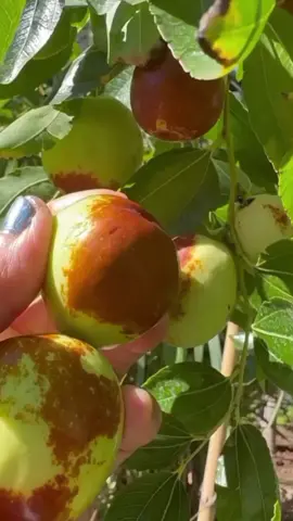 #فاكهة #السدر #الصيني #التفاحي #fruit 