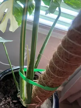 From lil baddie to hot momma half moon 😍 I’m so annoyed I that I accidentally tore that tiny little connection between the fenestrations 😏 #progression #monstera #monsterathaiconstellation #thaiconstellation #plants 