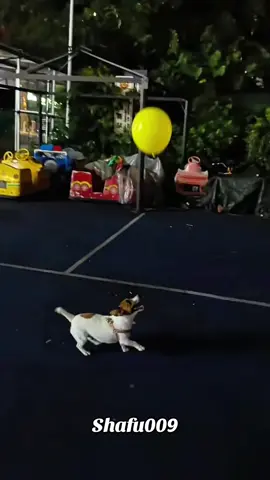 #粉丝一千万#pet#pets#cute#funny#viral#dog#dogsoftiktok#funnyvideos#foryou#IoI#fyp#fypシ゚ 
