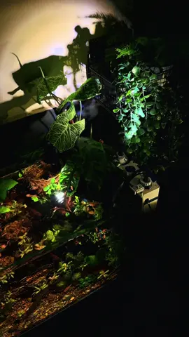 Chill cuối tuần thoai các đồng ngư ơiii #biotope #thuysinh #aquarium 