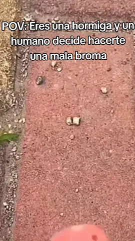 Pobre Hormigolio #paratiiiiiiiiiiiiiiiiiiiiiiiiiiiiiii #humor #dalexvids #bugs #sapolio 