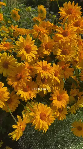 the wonders of nature 💛 #goteborg #sweden #botanicalgarden #nature #travelling 