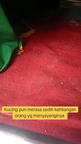 #kucingsedih  #penyayangkucing  #grab #wiramudigrab 