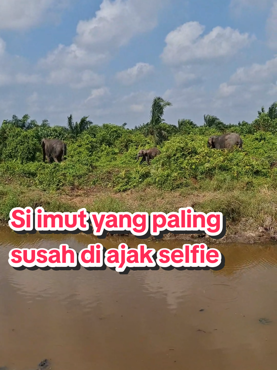 hewan yang bisa tumbangin pohon besar hanya dengan kepala#gajah #fyppppppppppppppppppppppp 