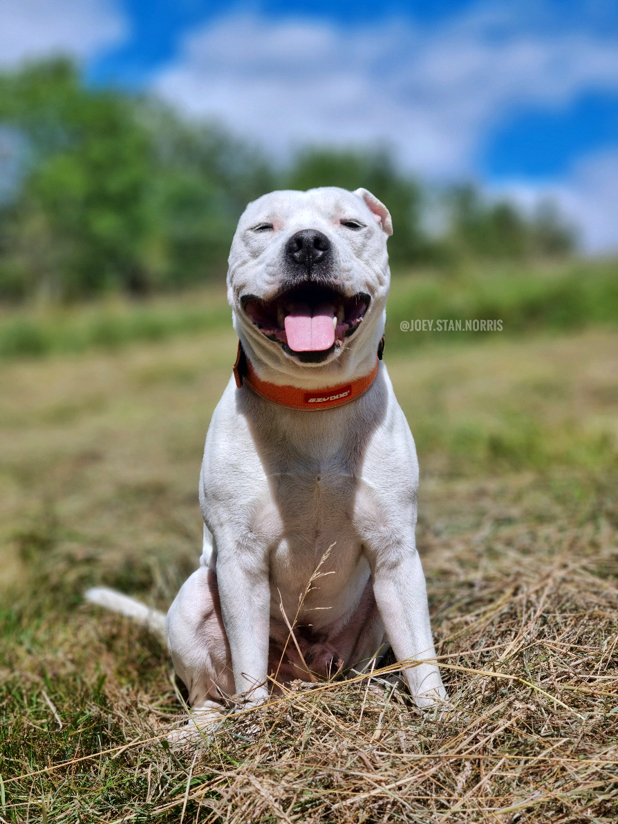 a sensible solar powered seal 🌞🦭.... then the 2 swamp goblins 😭🤣🫣 #doglife #spaniel #fyp #staffy #tiktokdogs #dogtok #foryou #dogtok 