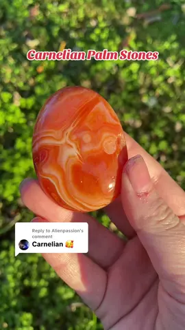 Replying to @Alienpassion I just realized I only have these Palm stones in my shop of carnelian! I definitely need to get some more carnelian pieces! #crystalshop #fyp #crystaltok #carnelian #crystals #witchtok #foryou 
