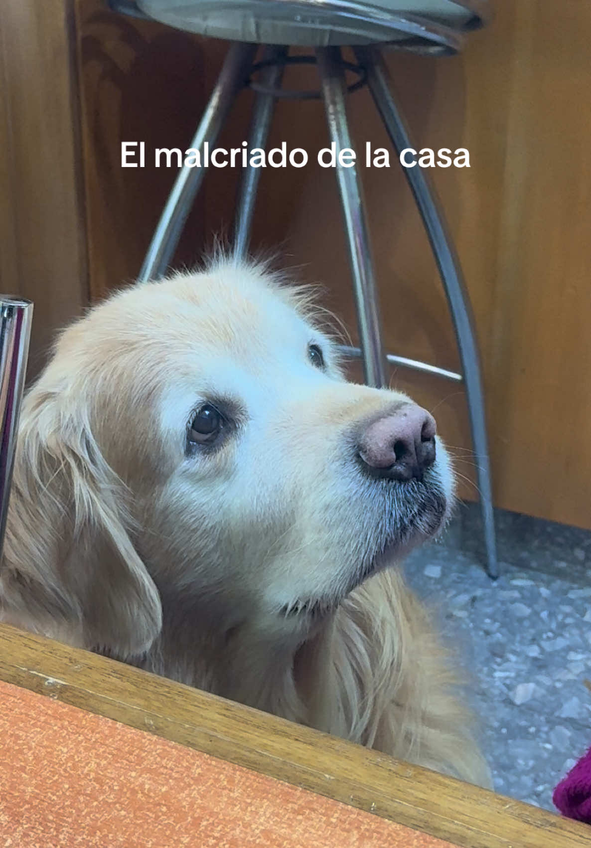 Explicame que haría sin vos🥹 #golden #goldenretriever #perro #mascota 