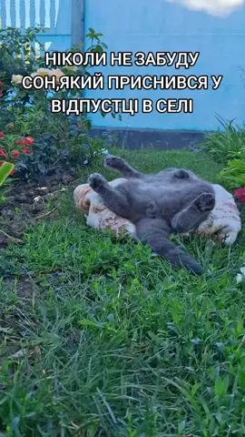 #юмор #котвенька #наснилосямені #відпустка #