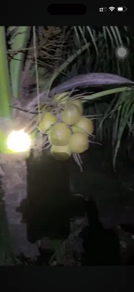 Chị dâu em ghen với anh 2 #hongloan #tricanhtv 