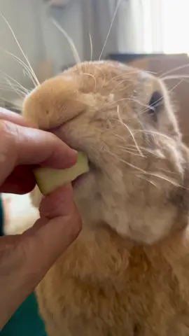 New favourite food unlocked 🍏 #asmrsounds #asmrtiktoks #rabbitsoftiktok 