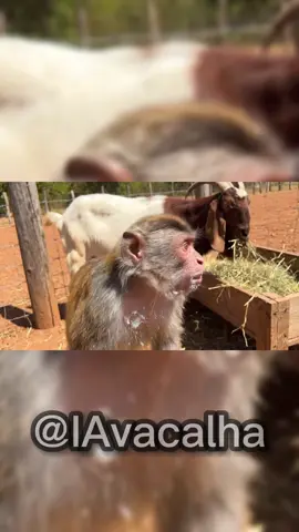 Cuca mamou no cabrito!!🐵🐐🤣🤣ib:@sirok 