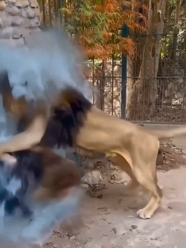 leão quebra parede de vidro de zoológico e ataca visitante 😔