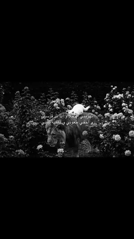 تهزمني النّجلا و انا ند فرسان 🎶✍️ . #محمد_عبده #خالد_الفيصل 