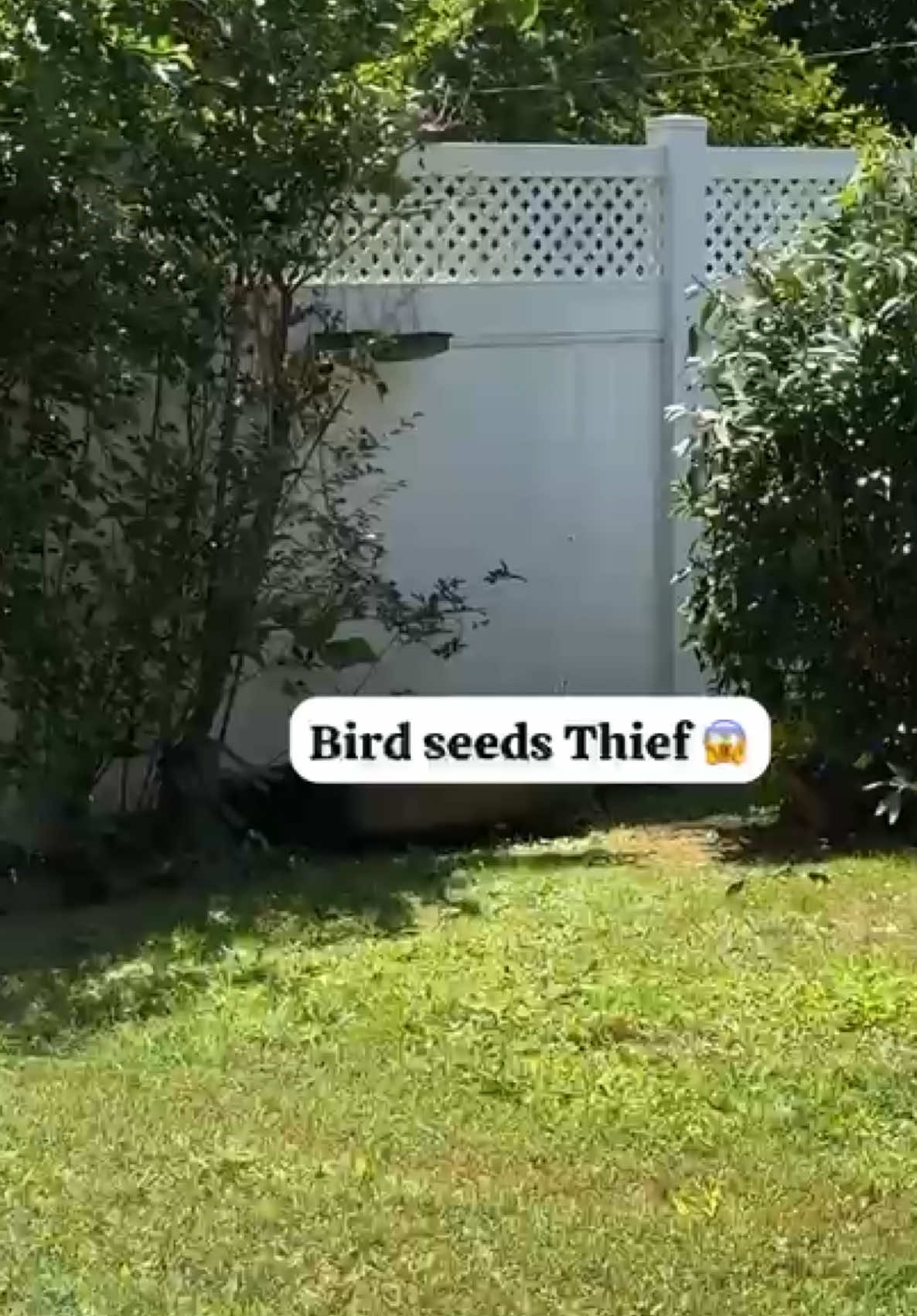 I wonder birds eat those seeds so fast 🤔 now I know 🤷🏼‍♀️🤣 #funny #cute #animals #garden #Vlog #moments 