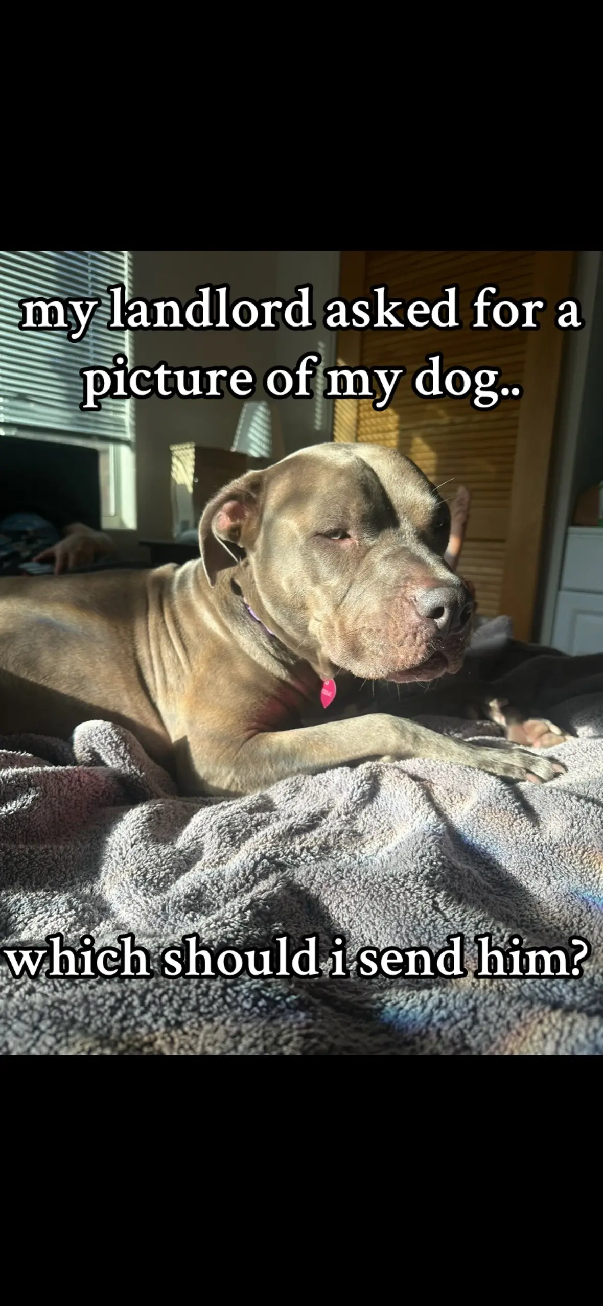 help which photo should i send my landlord he’s such a little goober  #pittiesoftiktok 