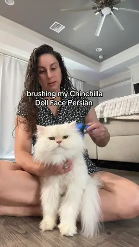 the angry cloud’s brushing sessions are short & sweet (mostly short) #catsoftiktok #fyp #cat #cattok 