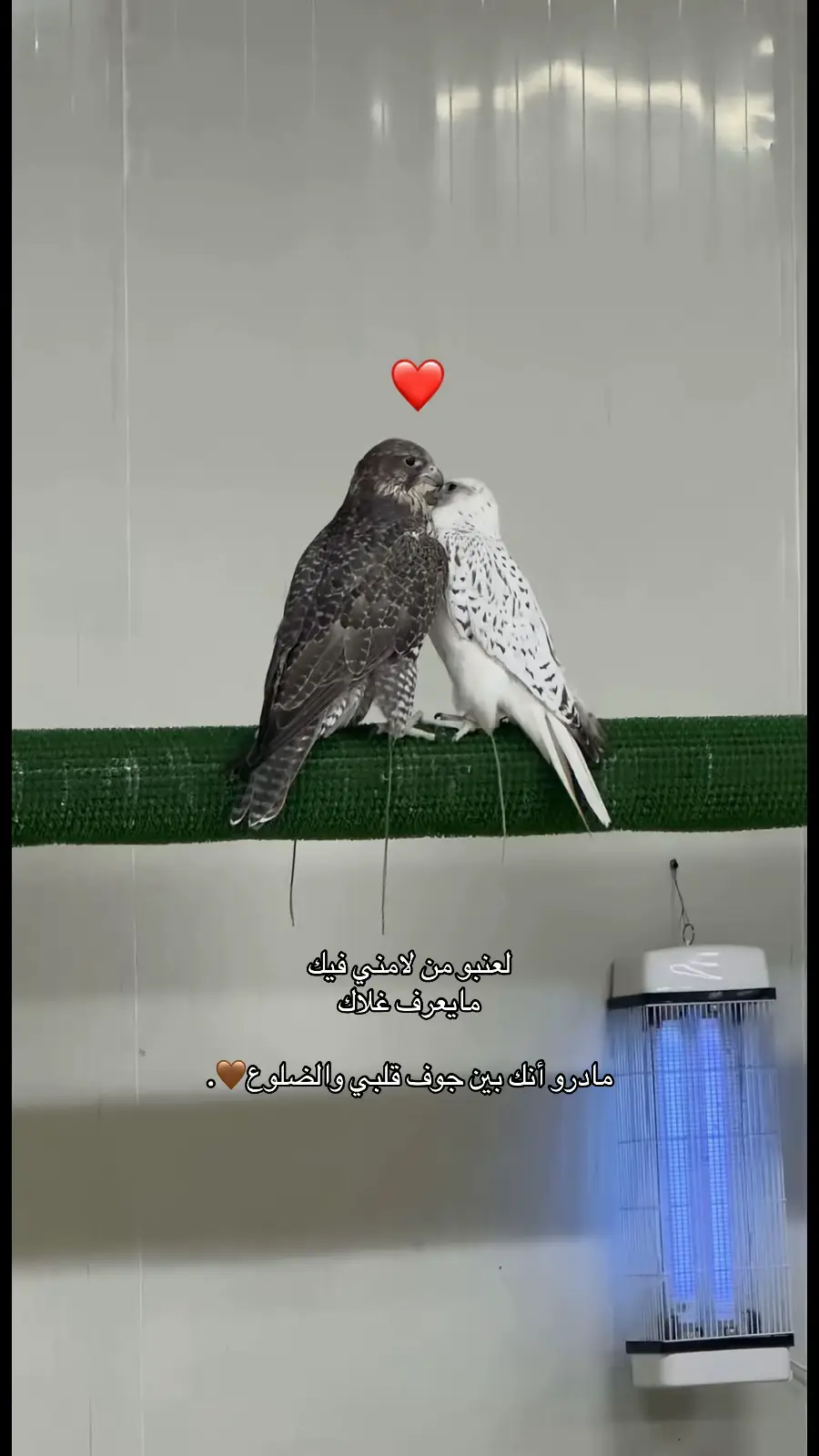 #اكسبلورexplore #fypシ 