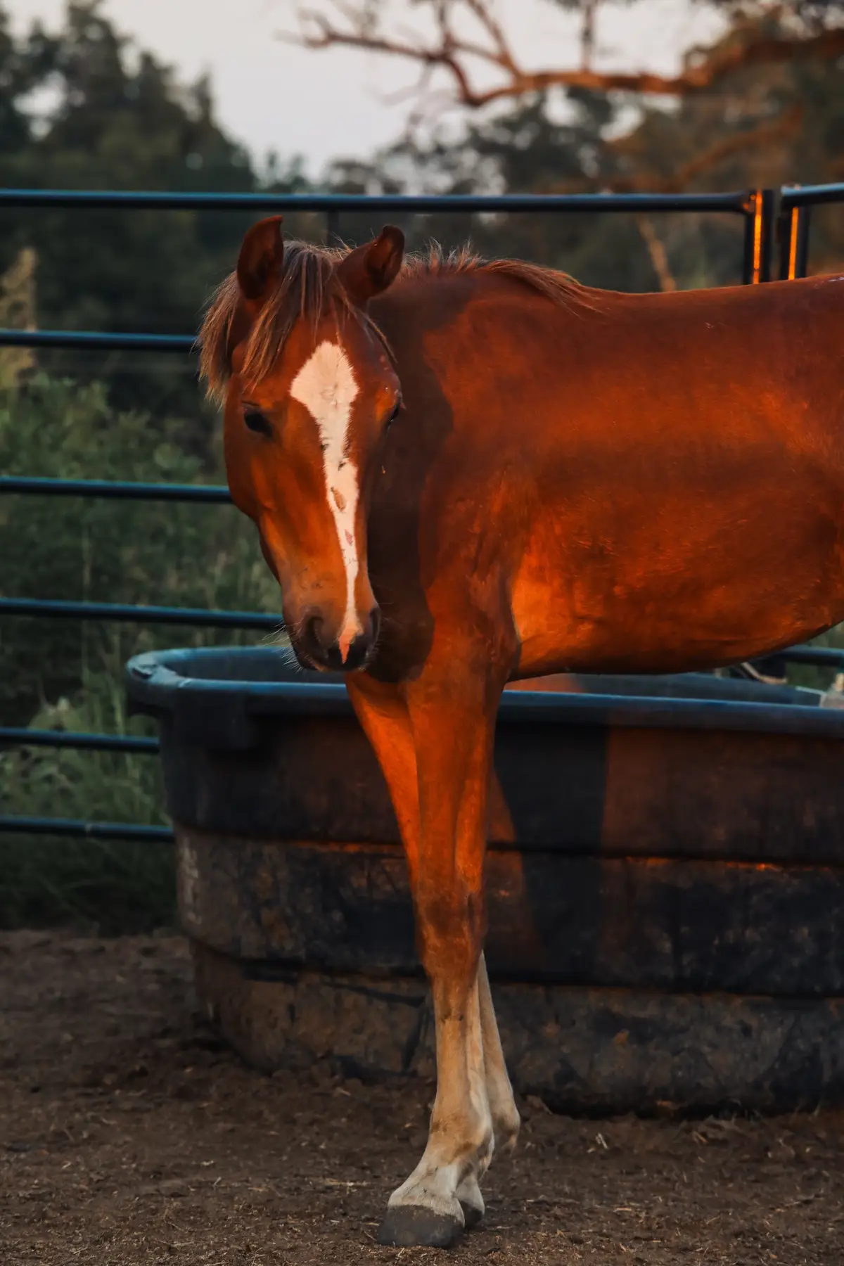 Our last two posts have spoken about two geldings who have become super bonded to our littlest rescue from last weekend… and it’s finally time to make her official introduction. This is Fig! She’s a sweet little reservation orphan who was dropped off just an hour before the auction with the huge group of orphans. Funding came in in the NICK of time and allowed us to save her!! She stepped into the sale ring so small and frightened…. We knew we had to bring her home.  Now, she has two big brother figures looking over her- Montana and the palomino (who still needs name suggestions on our last post!!) at all times!! This little girl has been through so much… from wild & free on the reservation, to capture, being separated from her mom, watching her mom leave to be shipped directly across the border, to a long trailer ride to the Bowie TX auction, being run from pen to pen, through the chute to have her blood drawn, and then through the sale ring. We are so grateful she is HOME FOR GOOD now, and we look forward to seeing her stretch her legs and RUN once she is released with one of our herds after her quarantine period is over 🫶🏻 THANK YOU for saving her life ❤️