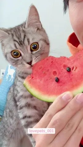 #cat #cats #catsoftiktok #funny #foryou #funnyvideos #viral #usa #fypシ #cute #fyp #funnyanimals #funnypets 