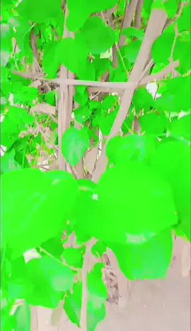 #sad #foryou #onemillionaudition #standwithkashmir #viraltiktok #sweetjind5 