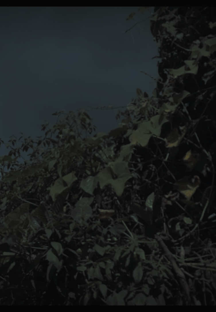 LA-LA #fyp #naturevibes #digitalcamera #darktok #aestheticvideos #vibes #darkedit #dark #songs 