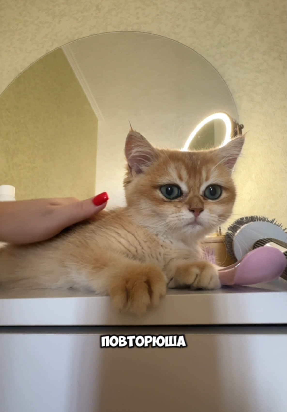 🛒 Левчанский #питомцы #животные #собаки #fypシ #fup #шпиц #шпицпомеранский #мемживотные #capcut 