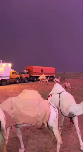 منوهة اللي من قسسى الوقت حنة فاطرهه 🤎.@نياف تركي #اكسبلور #نياف_تركي_اكسبلووور 