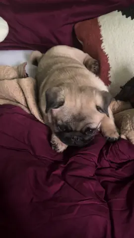 Always wakes me up bright and early #puglife #pugsoftiktok #pug #puppy #baby 