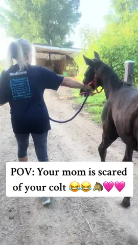Horse rescue has brought me so much laughter over the years.  #horses #horsegirl #horselover #horsetok #horsecare #horsetraining #equestrian #equinelife #ilovehorses #horsesoftiktok 