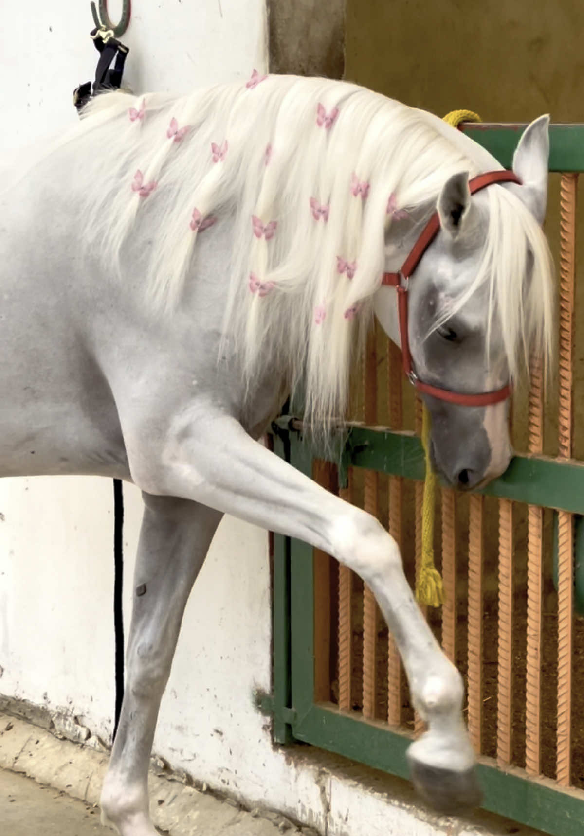 وفي حب الخيل تمادي يا نفسي🦋🐎✨#خيل #خيل_عربي #فرس #شعر#فراشة #نابلس#رام_الله #ترند#لايك#اكسبلور #حصان #مهرة #خيول 