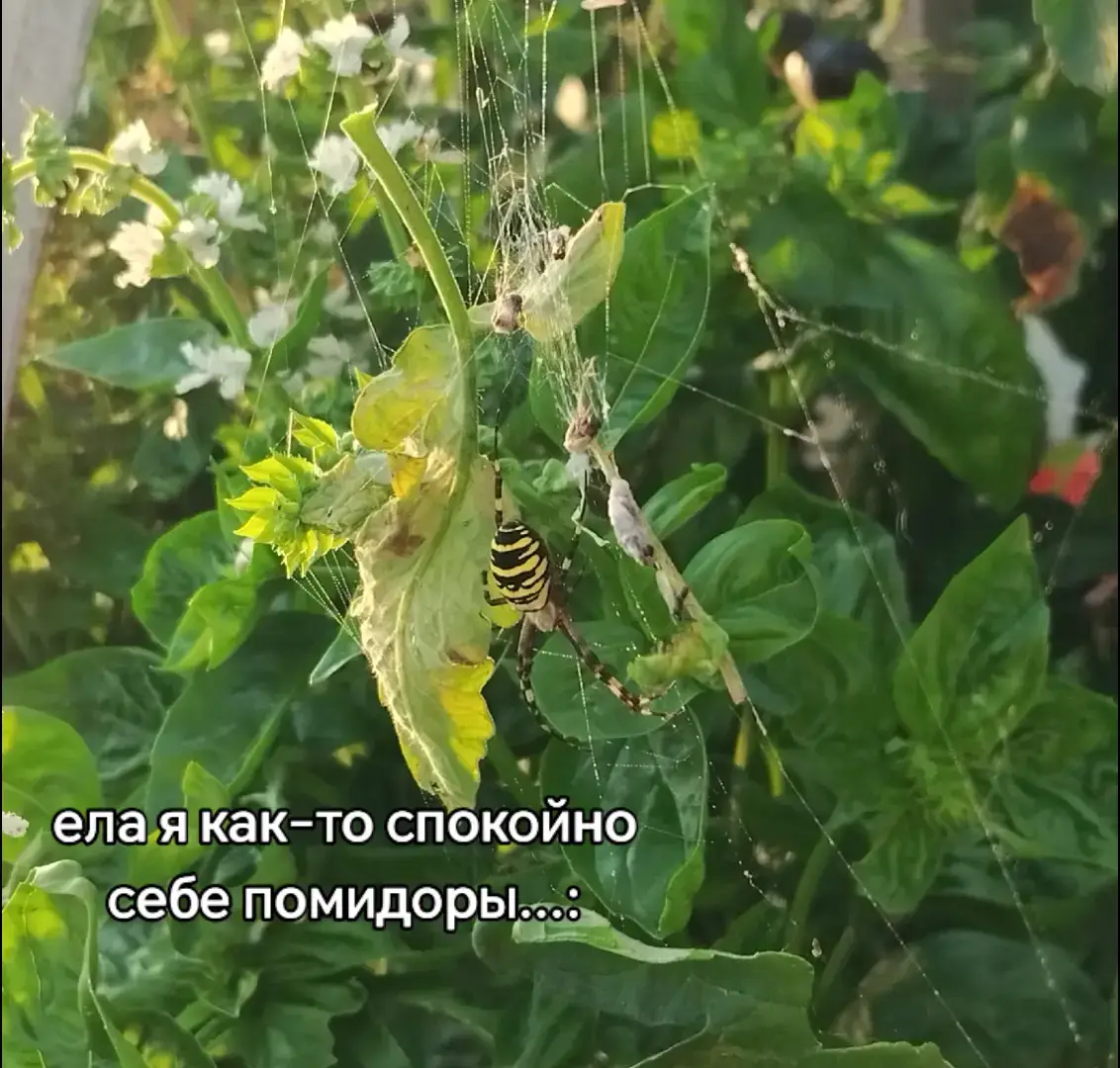 #паукоса #паук #рекомендации #реки 