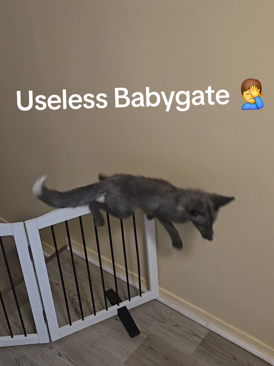 Babygate: 0  Pluto: Croissant 🥐 😎 #plutothefox #fox #foxes #pet #foxesoftiktok # #rescue #saveafox #wildife #domesticfox #natureathome #conservation #mypet #fyp #foryou #foryoupage #PetsOfTikTok  #exoticpets #exotic #jump #croissant 