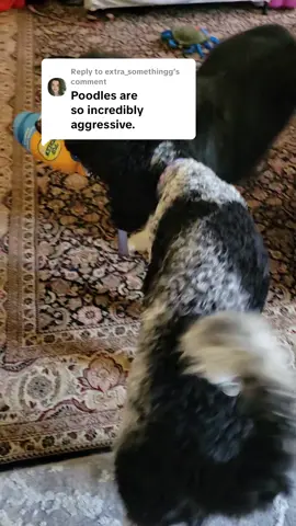 Replying to @extra_somethingg  ahh yes. because this amazing standard poodle adolescent is the most vicious beastie in the world. yup. totally not doing AMAZING in her training to become a service dog. Definitely not exploring new environments with new people & a new high drive, high energy dog (whom I adore but is *a lot* for a newbie). /sarcasm.  🤣 Just say you dont like dogs that are smarter than you. No need to slander one of the all around most versatile breeds in the world.  #poodle #dog #servicedogintraining #dogtrainer #DogTraining 