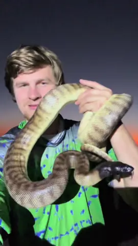 Exploring Australia! #wildlife#nature#crazy#foryou#fyp#snake#python#adventure#explore #Darwin#Queensland#Brisbane#Australia#education#viral#cute#animalsoftiktok#tiktok#animals 