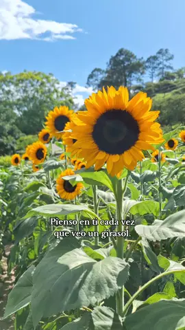 Pienso en ti cada vez que veo un girasol. 🌻 #girasol #girasoles #sunflower #lugardegirasoles #garden #explore #sanandressajcabaja #jardindegirasoles #quiche #conociendosas 