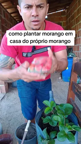 como plantar morango em casa do próprio morango #como #planta #morango #dicas #frutas #plantas #plants #em #casa #fyp 