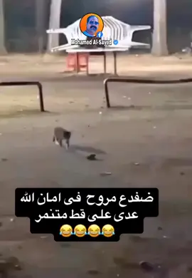 ضفدع مروح في امان الله عدي علي قط متنمر 😂😂😂 #تنمر#اكسبلور #ترند #randaeissa 
