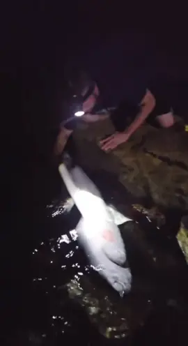 First shark of the trip! Let's go!!! Tune in, live every night shark fishing! 🦈 #shark #fishing 