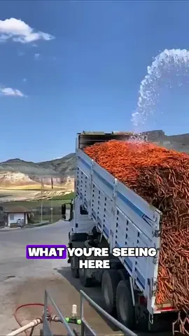 Ever wonder how carrots get so clean? 🤔 Check out this massive carrot wash operation! From field to table, it's all about that sparkle ✨ #CarrotWash #FarmToTable #FoodProcessing #Harvest #Agriculture #FoodProduction #CleanEating #BehindTheScenes #Satisfying #OddlySatisfying #FoodScience #Carrots #Farmers #Farming #FoodIndustry