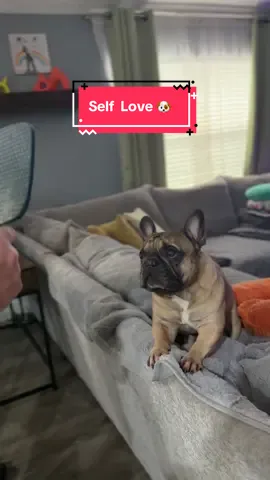 Trying to show Lil Gryff how cute he is. #frenchiesoftiktok #fyp #dogsoftiktok #fypシ゚viral #frenchie 