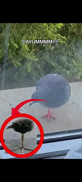 one leg pigeon  #dayummm #onelegbird #memestiktok #goofybroo #fyp 