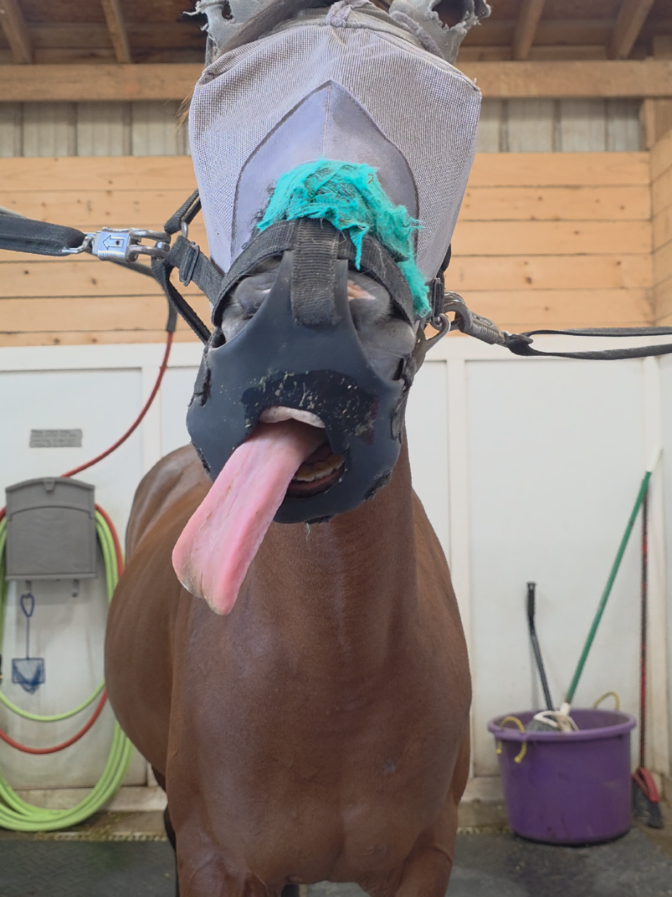 I think its time for a new grazing muzzle  #olebrandselect #HorseTok 
