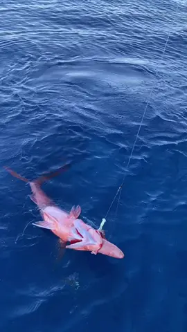 Deep drop Flametails are on!!  @namotufishing @hennessyfishing and @geoffdoig57 on the money!  📍 Strike missions are live YouTube!  📍 Podcast is out now!  📍 Links in bio. Don’t forget to follow! We have some INSANE trips coming up! Big Fish, Heavy Waves, Raw Stories! That’s Aclassic! https://linktr.ee/aclassic #fishing #fish #fishinglife #bluewater #nature  