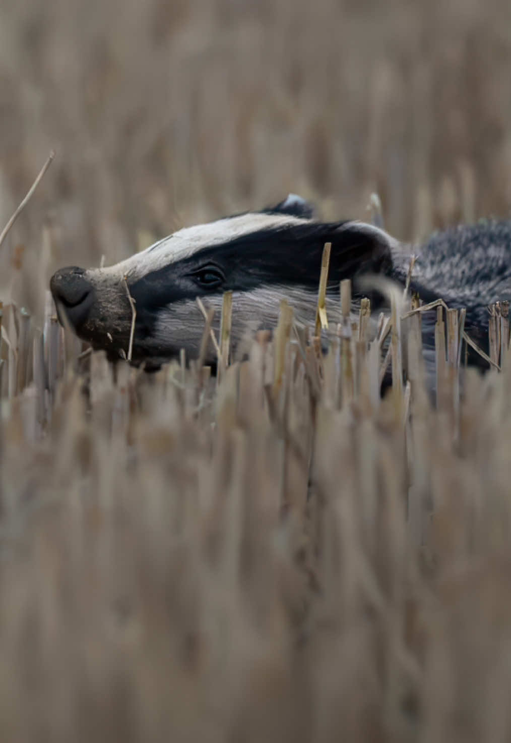 I could not believe my eyes… one of the best encounters of my life!! 🦡 #wildlifephotography #badger #wildlife #naturelovers #fyp 