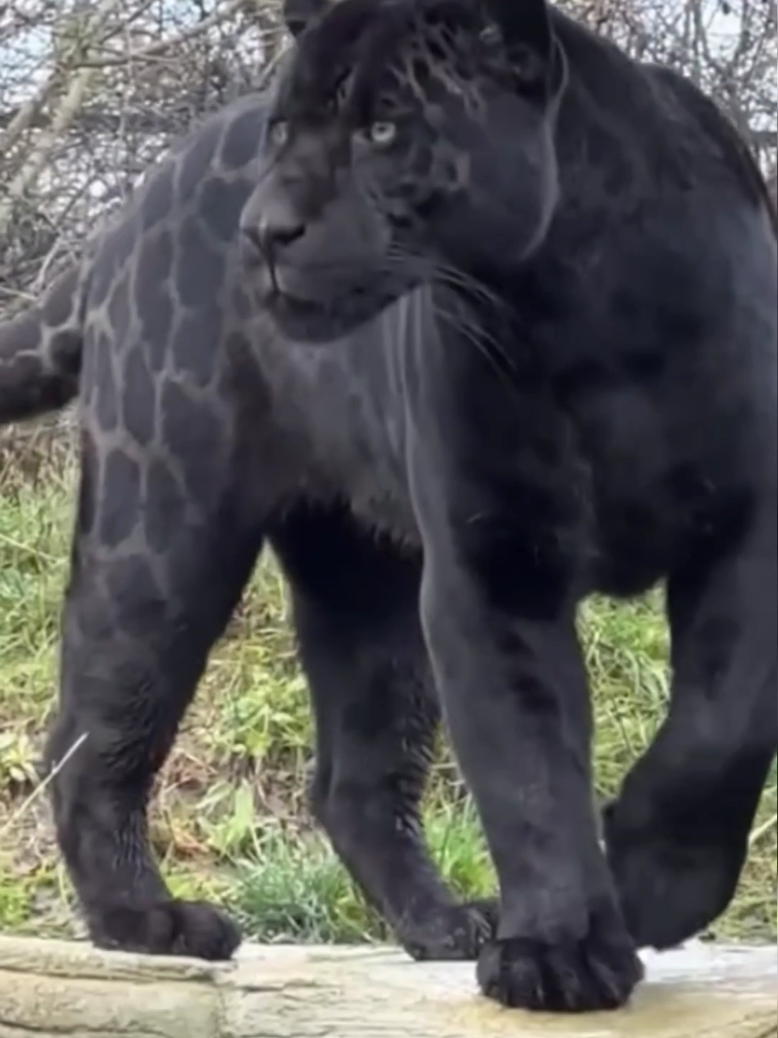 The black jaguar is one of nature's most mysterious and fascinating animals. With its dark, shiny coat, it resembles a living shadow moving elegantly through dense forests. Despite its coloring, it is the same species as the jaguar—the difference lies in melanism, a genetic condition that intensifies skin pigmentation. In the right light, it is still possible to see the characteristic rosettes in its coat, like secret marks of its wild identity. . This marvelous hunter combines strength, agility, and stealth like few others. Its penetrating eyes and ability to move silently make every sighting a truly rare spectacle. The black jaguar is a symbol of power and mystery, a presence that commands respect and admiration. Encountering one in the wild is like seeing the forest itself come to life—fantastic, imposing, and unforgettable.  #creatorsearchinsights #amazing #amazingvideo #world #beautiful #Wonderful #animalsoftiktok #animais #cat #jaguar #onça #black #felinos #action #nature #naturelover #natureza #Love 