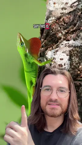 Jewelry is expensive… unless it’s alive. 🦎 In the South, we wore green anoles as earrings. They’d bite your ear, it tickled, and boom — you’re fashionable for free. When they puff out that red throat, we call it “showing their money.” 💵 What do YOU call it? Would you wear them? Or are you like my sister — absolutely terrified? ATLANTA — I’m live Aug 28 during Dragon Con weekend. 🎟️ Come laugh. #SouthernThings #GreenAnole #LizardEarrings #ShowingTheirMoney #SouthernLife #SouthernWildlife #ComedyTok #SouthernCulture #AtlantaComedy #dragoncon2025 