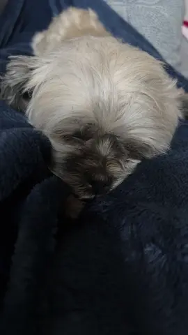 and i bet not move a muscle 😂 #shihtzu #shihtzusoftiktok #sleepytime #dogmom 