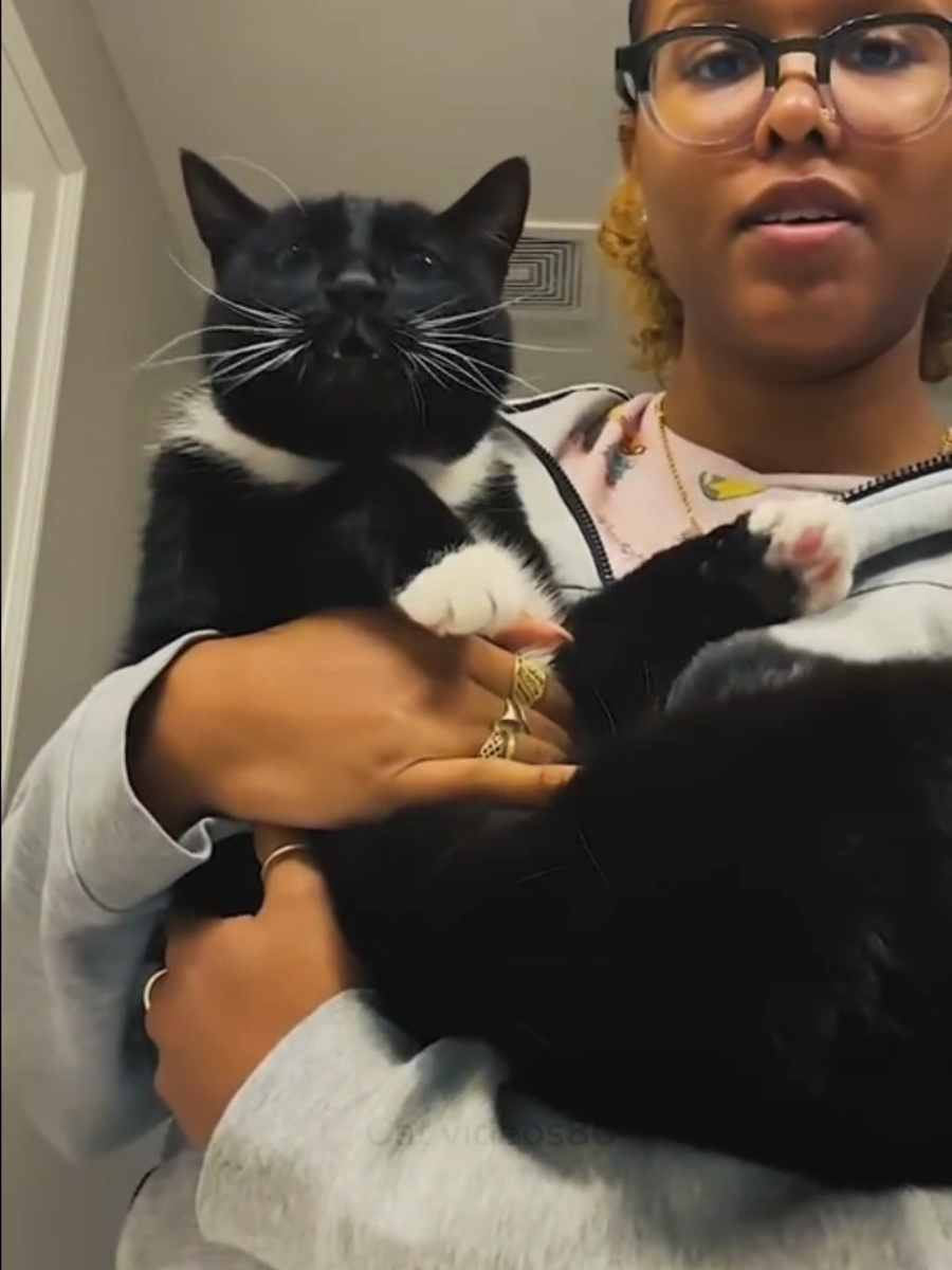 talking cat videos #cat #catvideos #funny #pet #funnycat #fyp #viral #foryoupage #foryou #catoftiktok #fypシ 