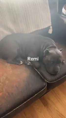 #pamperedpupper #charmedlife #Remi